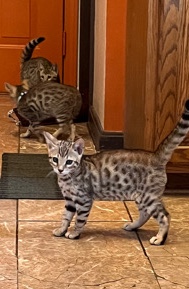 Bengal – Beautiful Bengal Kittens