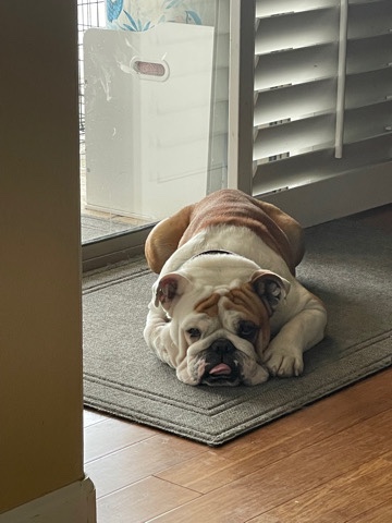 English bulldog