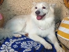 Pomeranian – 7 year old jimmy Pomeranian for rehoming – Bassi