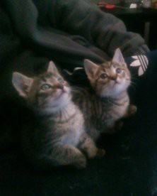 Bengal cross kittens