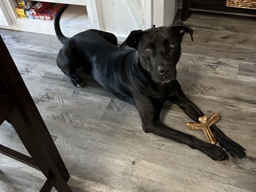 Labrador Retriever – Loving Lab Mix!! – Milton
