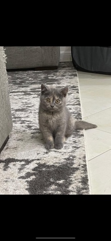 British Shorthair – Pure breed british shorthair folds