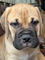 Bullmastiff – Bullmastiff King Kennel (Best in the Southwest)