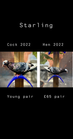 fancy pigeons
