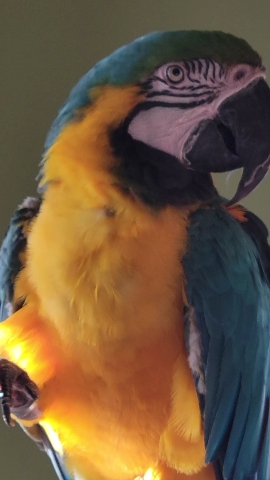 blue and gold macaws