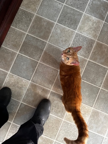 orange tabby