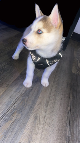 Siberian Husky – Husky puppy