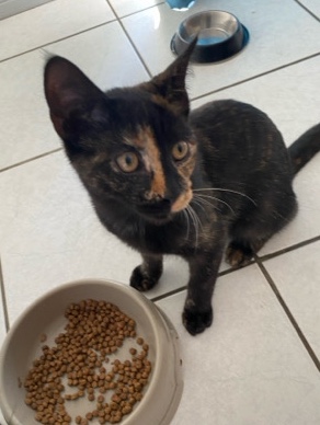 5 kittens for sale