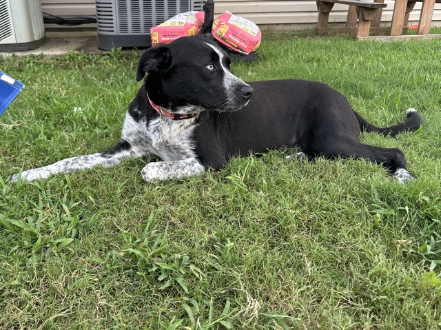 Australian Cattle Dog – Friendly Australian Cattle Dog/Husky Mix – 2-3 Years Old – Huntsville – Huntsville