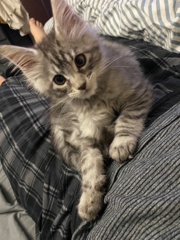 Maine Coon – MaineCoon Kitten