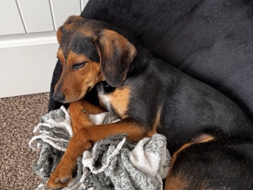 Beagle – Rocky – Murfreesboro