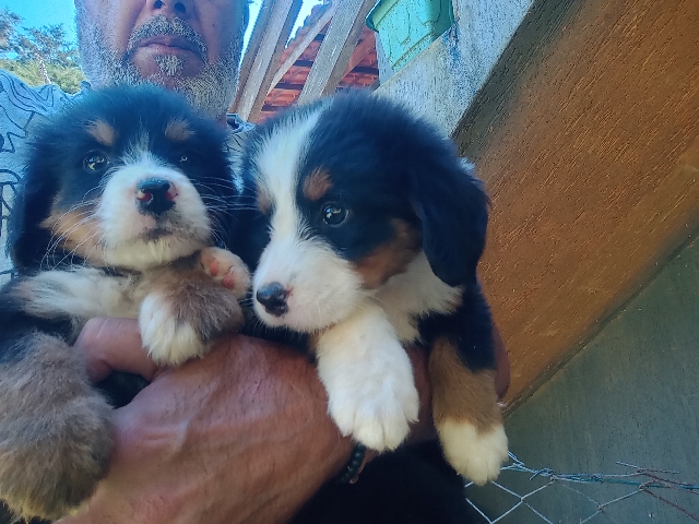 Bernese Mountain Dog – Bernese montanhês dog