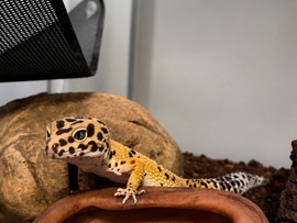 Leopard Gecko – leopard gecko – New York