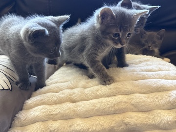 Adorable Newborn Kittens for Sale in La Puente – La Puente