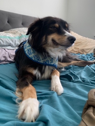 Border Collie – Sweet Heart needs a Loving Home