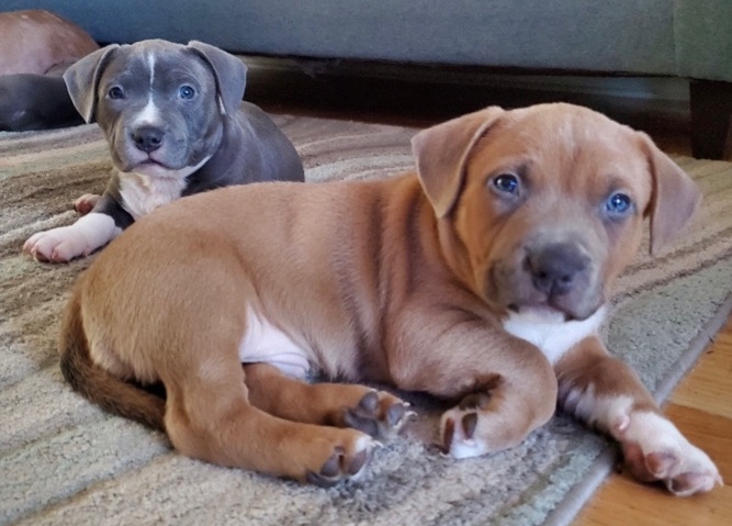 American Bulldog – pocket bully puppies, good price