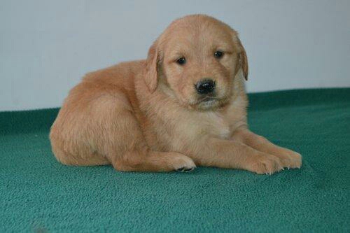 Golden Retriever – Cute males and females Golden retriever pups ready