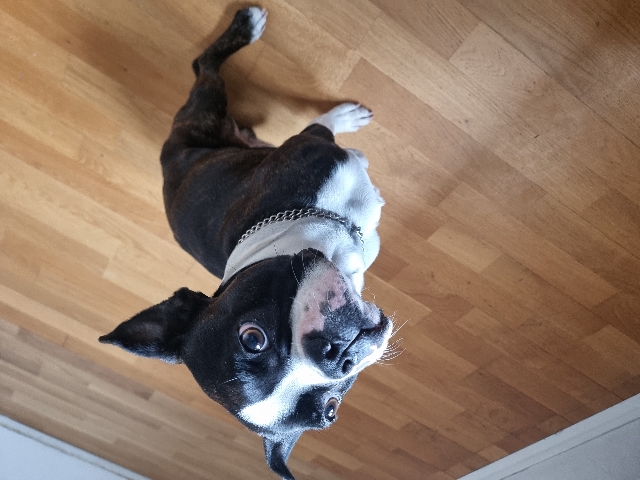 Boston Terrier – Lieber Bostenterrier sucht gutes Zuhause – Tann