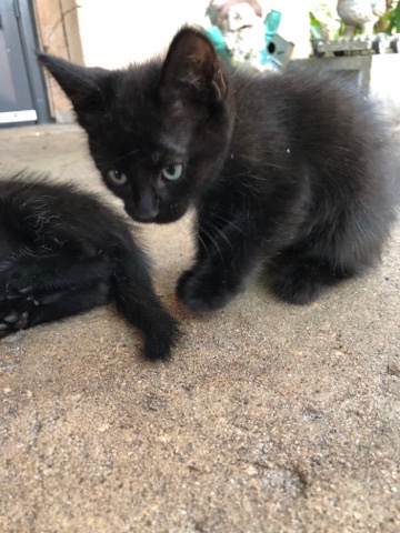 kittens rehoming