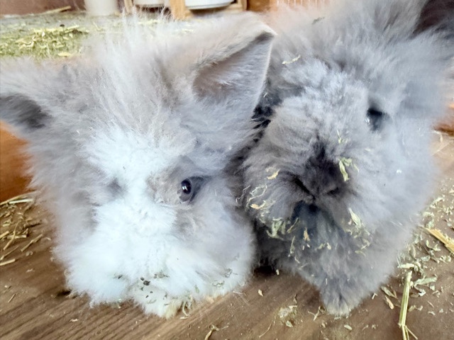Lionhead – Friendly Lionhead Rabbits for Sale – 3 Months Old in Birmingham – Birmingham