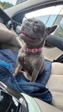 French Bulldog – blue frenchie