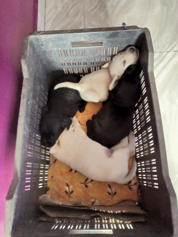Labrador Retriever – female lab puppy is for sale