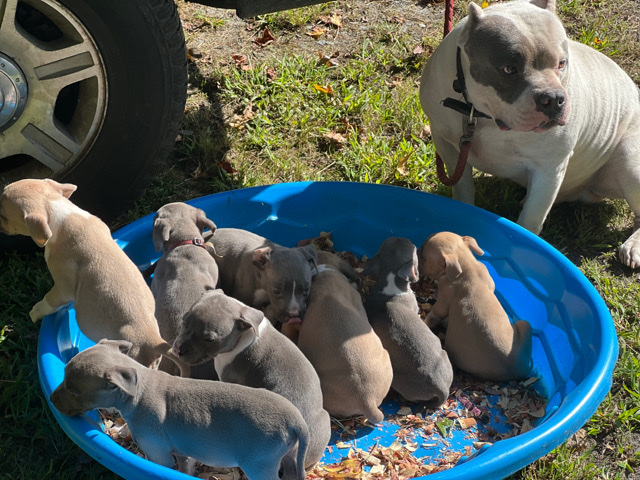 American Pit Bull Terrier – ABKC Bullies