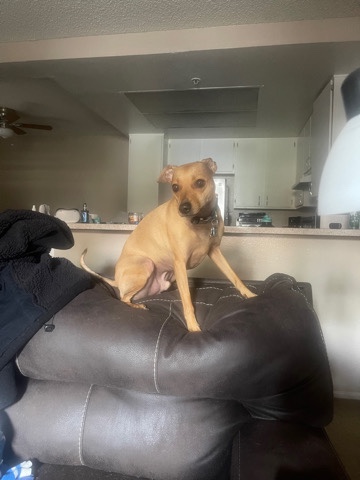 German Pinscher – German Pincher needs a good home.