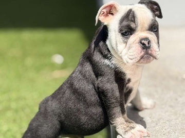 Bulldog – Adorable Bulldog Puppy – 3 Months Old – KC/AKC Registered – Lehigh Acres