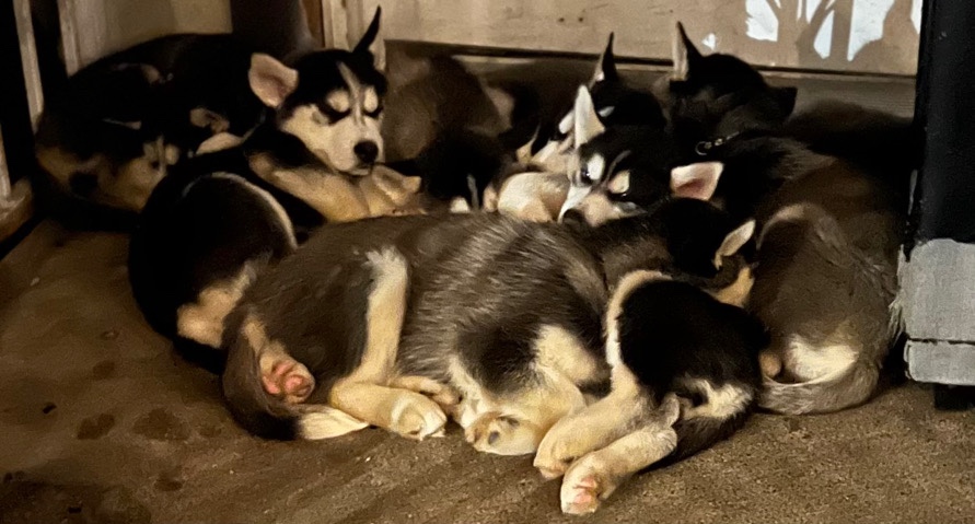 Siberian Husky – Pure Breed Huskies