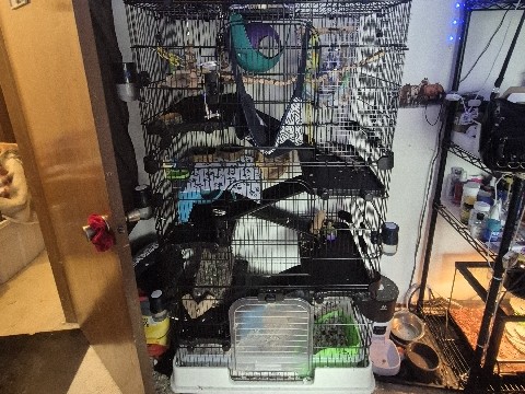 Rat – 5 Domesticated Rats – Papillion