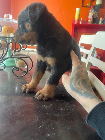 Rottweiler – free German Rottweiler