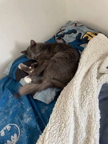 Nebelung – nebelung