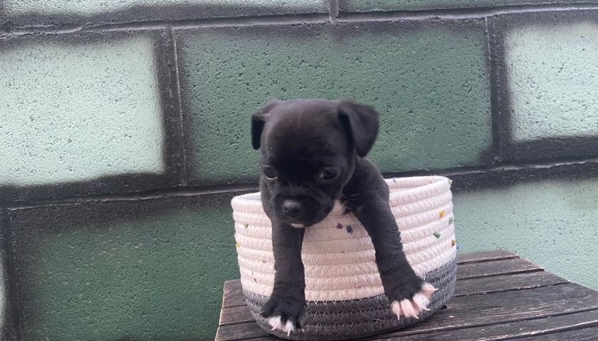 Pug – baby pugs