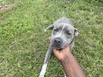 American Pit Bull Terrier – Blue Nose Pit Male – Tampa