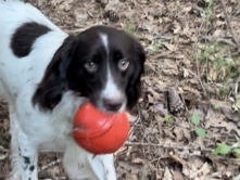 English Springer Spaniel 