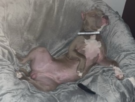 American Pit Bull Terrier – Bull Nose Pitbull – Fort Wayne