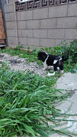 Akita puppies