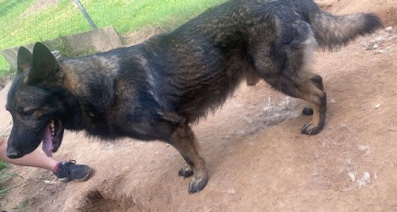 German Shepherd – AKC Puppies