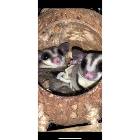 rehoming two male sugar gliders located in FL