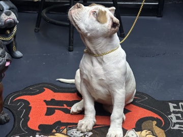 American Pit Bull Terrier – XXL Bully – Orange