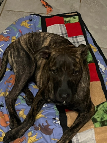 Lost Dog Looking to find a home