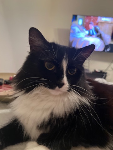 chunkins long haired cat
