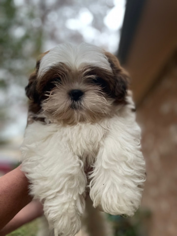 Shih Tzu – Joyful Male Shitzu