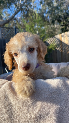 Poodle – Standard poodle puppies