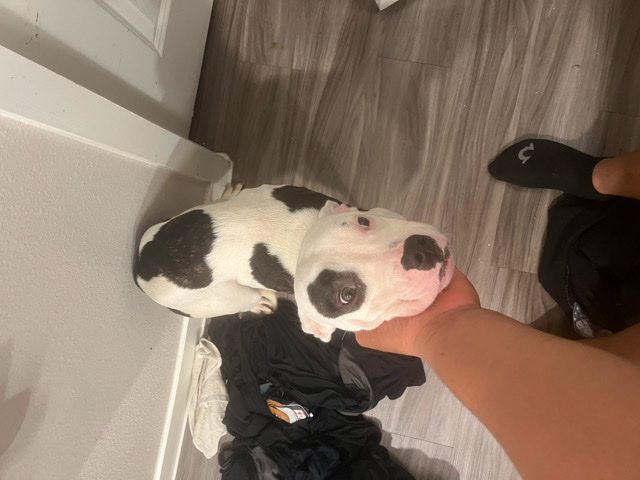 American Pit Bull Terrier – her name is Bella you can reach me at *** – Del Valle