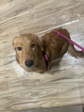 Golden Retriever – Sara – Glassboro