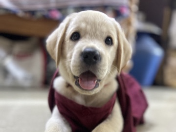 Labrador Retriever – urgent sale^ Labrador puppie-49 days old – Kelambakkam