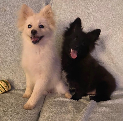 Pomeranian – Pomeranian