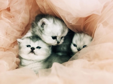 Scottish Fold kittens 